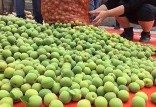 网红青梅果,网红美食界的清新代表