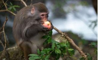 尼加拉瓜吃猴子,尼加拉瓜猴子肉食文化探秘