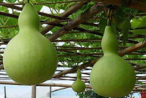 吃瓠瓜能减肥吗,天然美食助力健康瘦身新选择