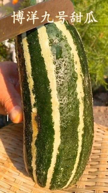 有没有可以吃瓜的,揭秘那些让人垂涎欲滴的美食瓜种