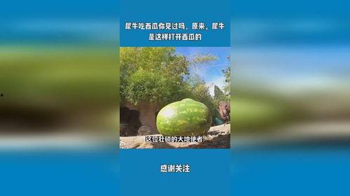 犀牛吃瓜的题目,探寻动物世界的独特饮食习惯