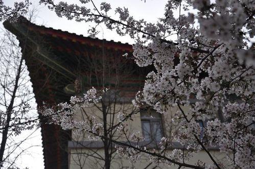 南京秋季网红景点排名,南京秋季网红景点TOP榜单揭晓！