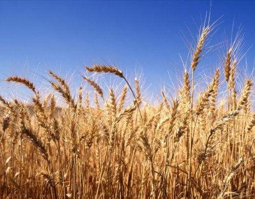 梦见收麦子吃小瓜,收麦子与吃小瓜的奇妙体验