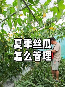 头条种菜级数有什么用,解锁丰收秘密，提升种植技能