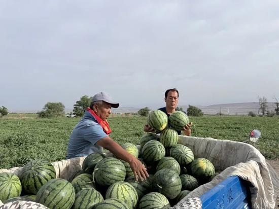 吃瓜三屯,一场别开生面的乡村盛宴